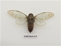 藏品(陽明山暮蟬)的圖片